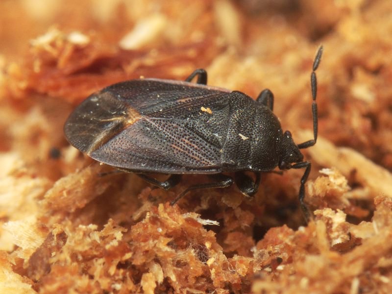 Drymus (Sylvadrymus) brunneus (R.F. Sahlberg, 1848)